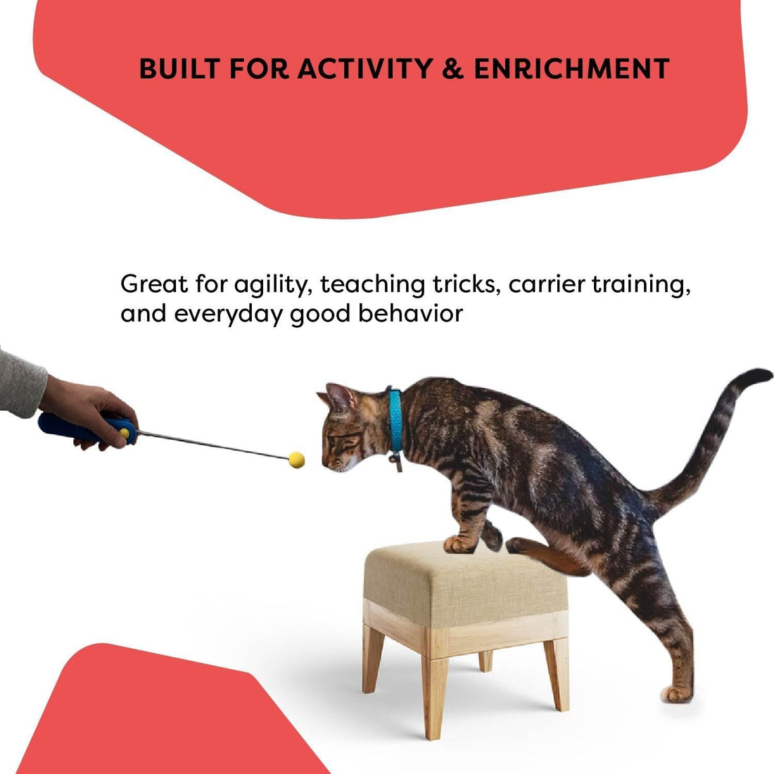 Cat School Cat Training Clicker Positive Reinforcement Training Tool