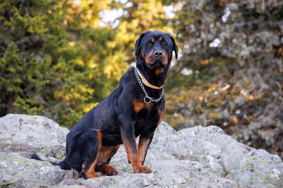 Slip Dog Chain Collars, Stainless Steel Training Dog Collars