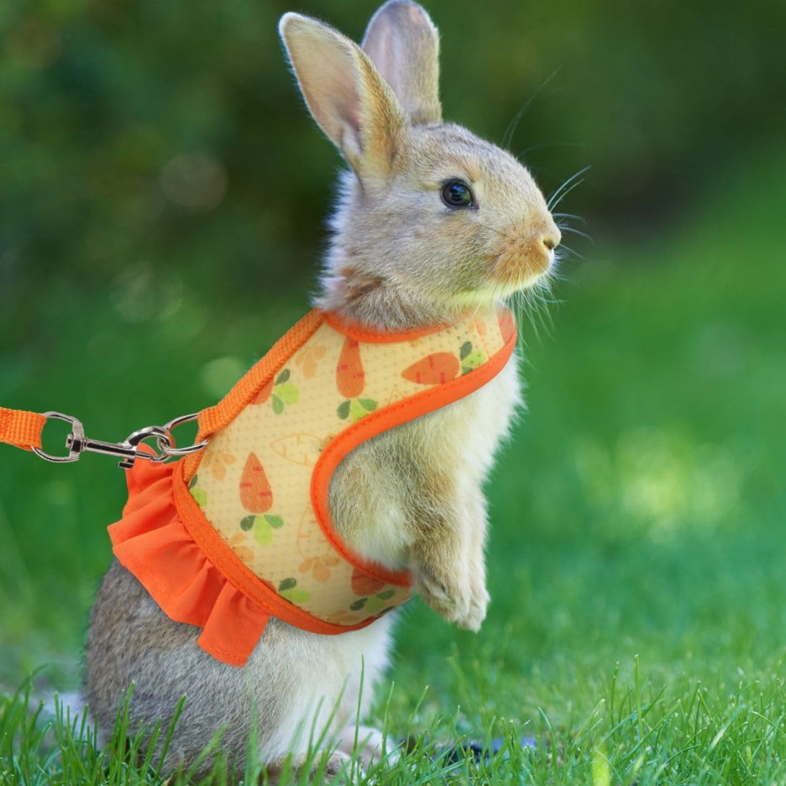 Cute Bunny Harness and Leash Set