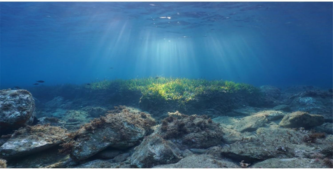 Ocean Floor Fish Tank Backdrop Underwater Stone Aquarium Backdrop