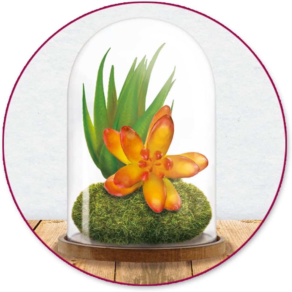 Terrarium Plastic Clear Dome with Wood Base - DIY Crafts