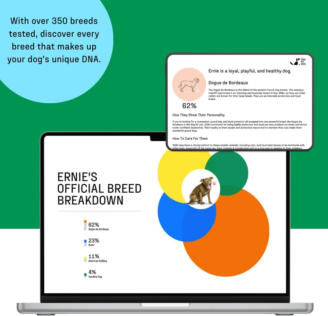 DNA MY DOG - Essential + Health Dog DNA Test Kit