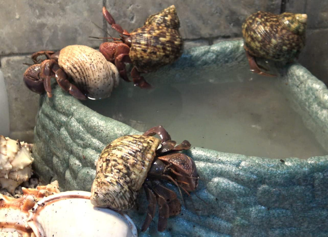 Gargeer 3oz Hermit Crab Soaking Salt, Calcium & Trace Minerals