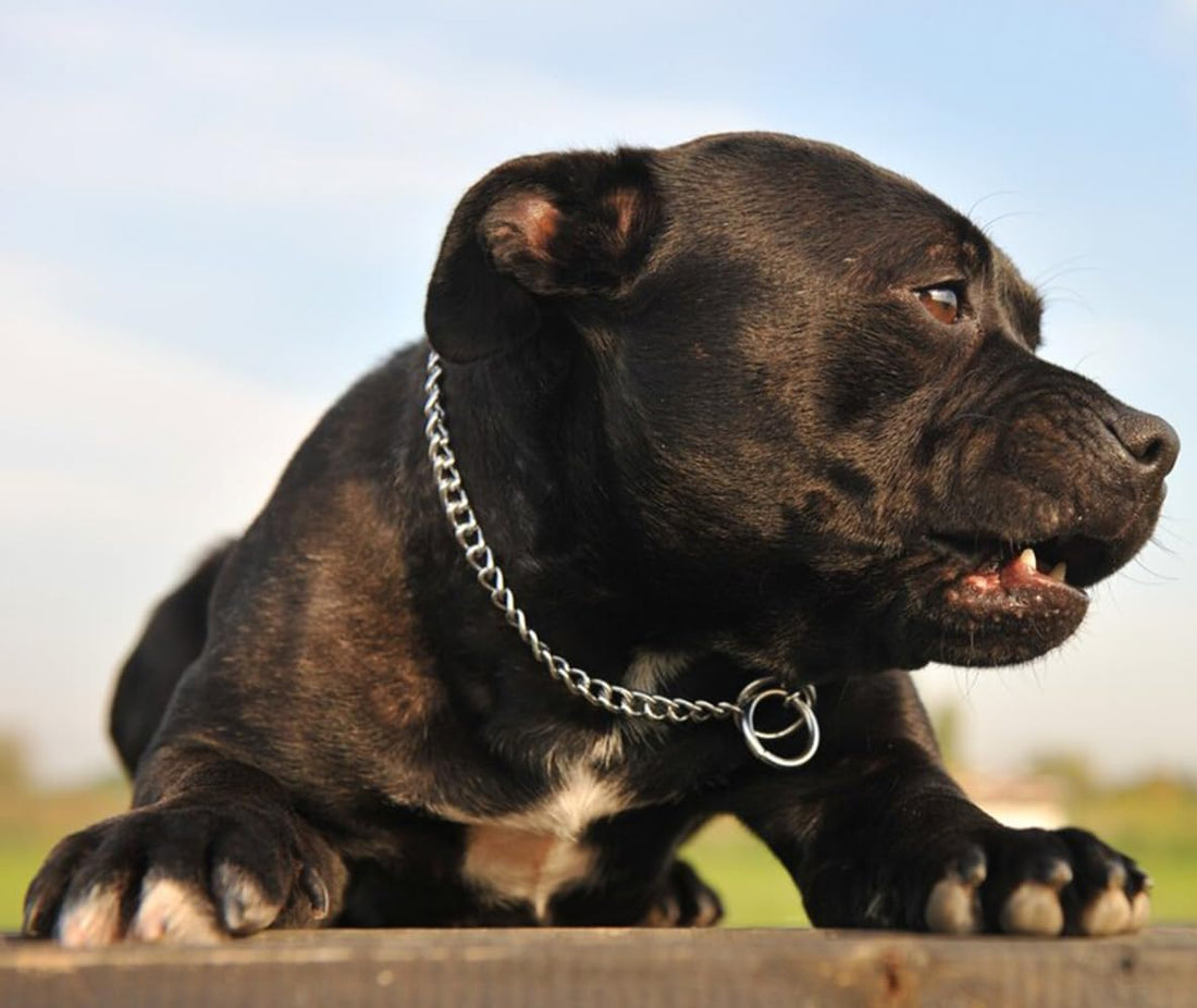 Slip Dog Chain Collars, Stainless Steel Training Dog Collars