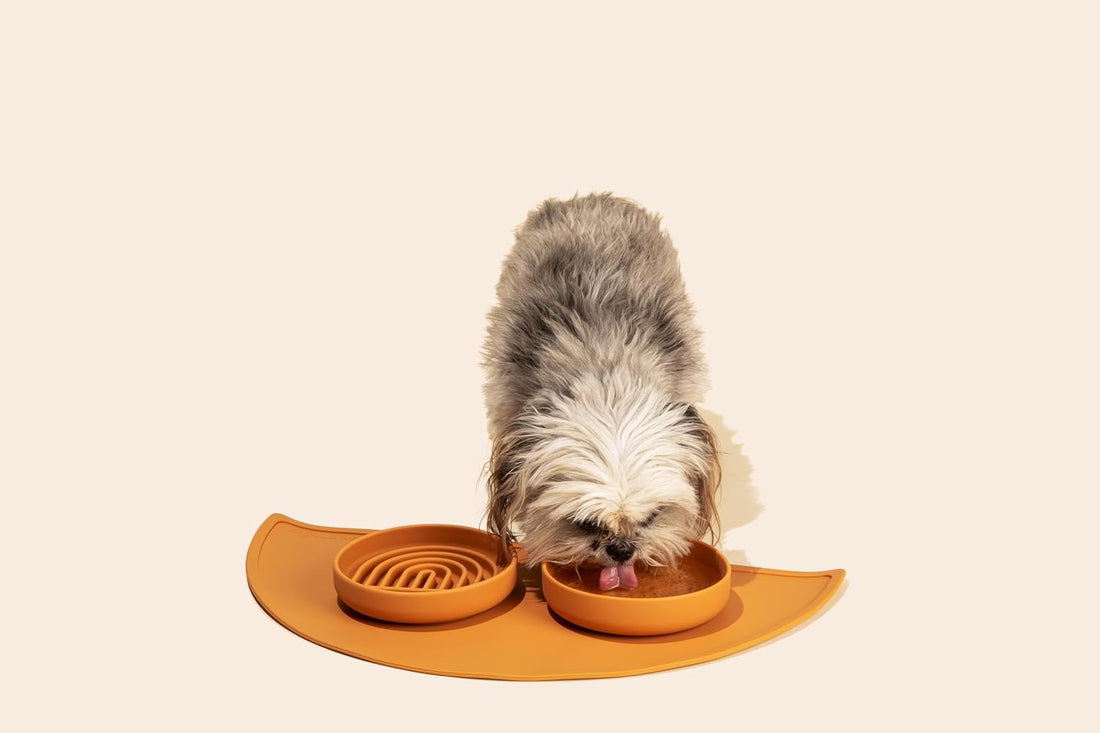 The Perfect Dish - Silicone Dog Bowl for Food & Water, 6" x 1.25"