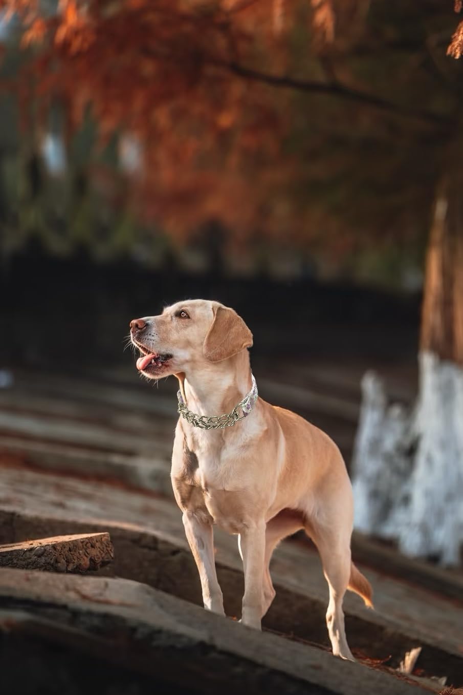 Martingale Dog Collar with Chain, Reflective Nylon Adjustable Collar