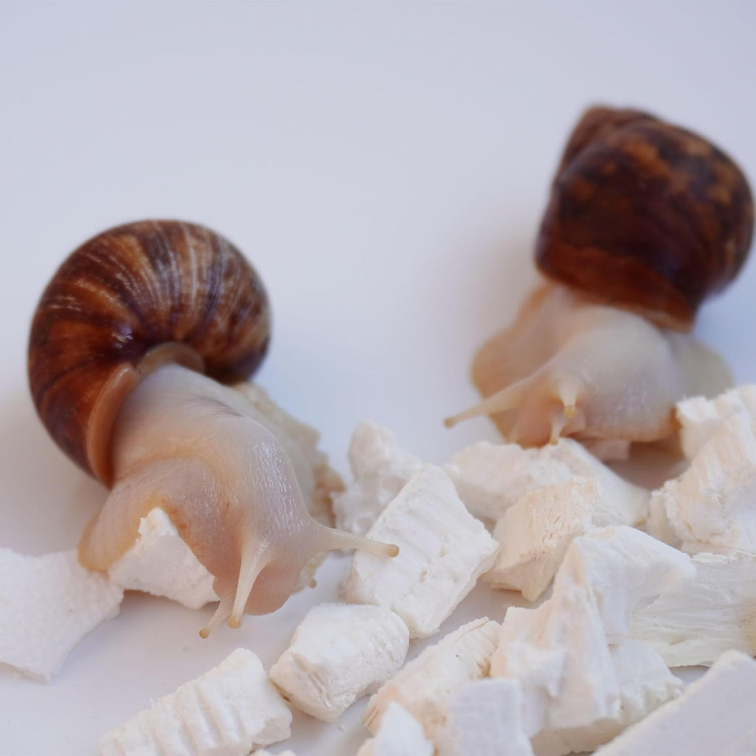 Cuttlebone for Snails, Snail Terrarium Supplies