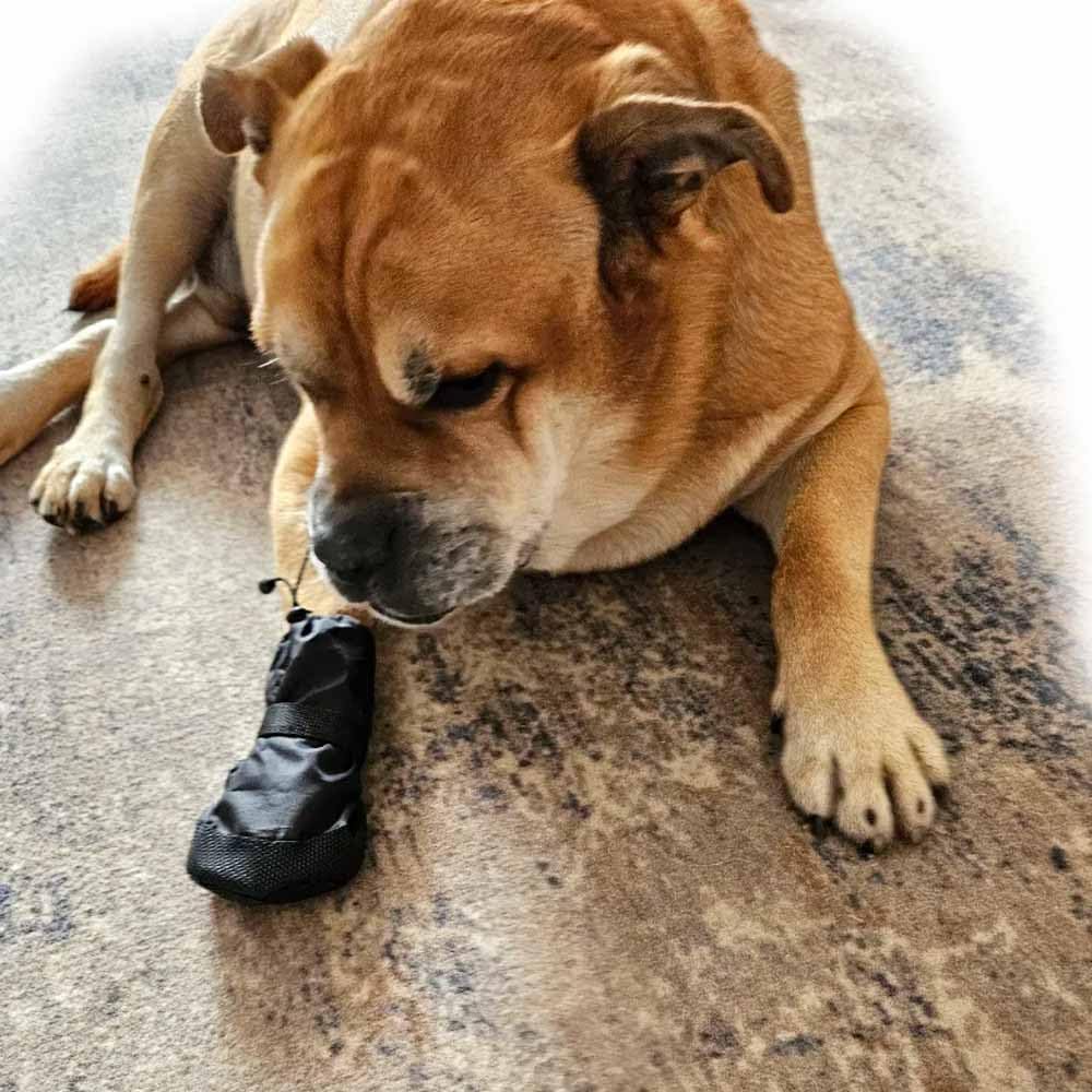 Waterproof Dog Paw Wound Recovery Boot Bandage Cover Protector, L