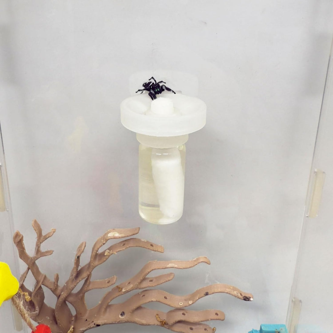Jumping Spider Water Dispenser