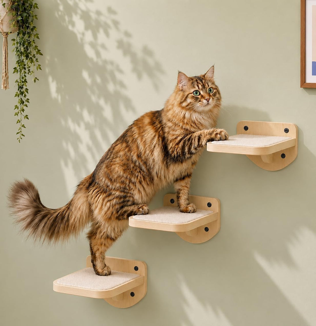 Cat Wall Shelves, Black Floating Cat Steps Set of 3