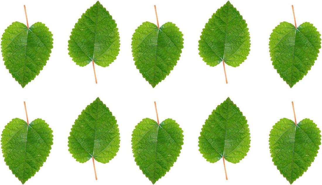 Awesome Aquatic Aquarium Catappa Indian Almond Leaves, 10 Count