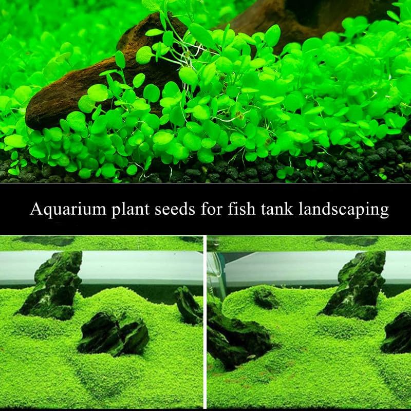 2 Pack Aquarium Plants for Fish Tank Easy Growing Real Carpet Decor
