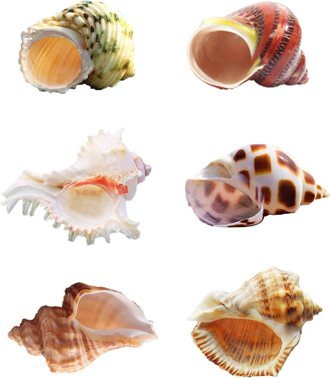 SINKOO 6PCS Hermit Crab Shells Medium to Large