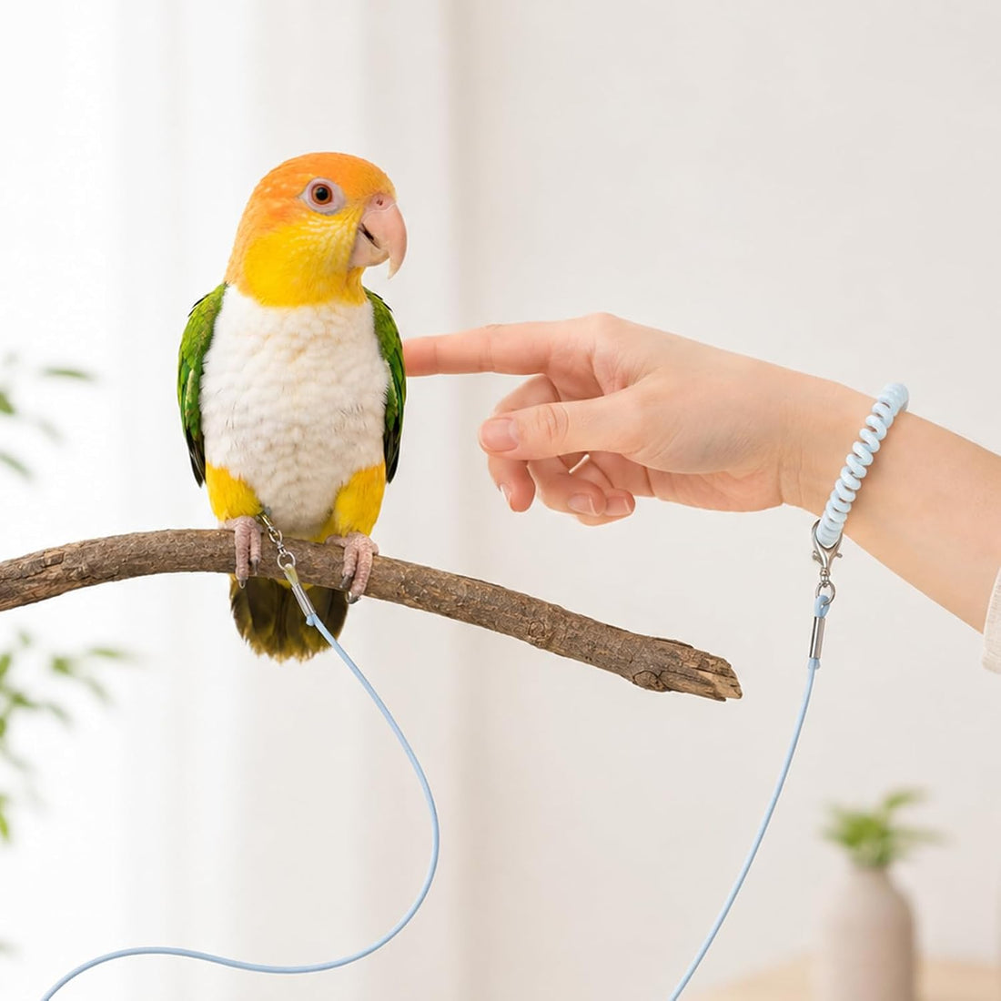 Bird Leash, 79 Inch Blue Parrot Leash