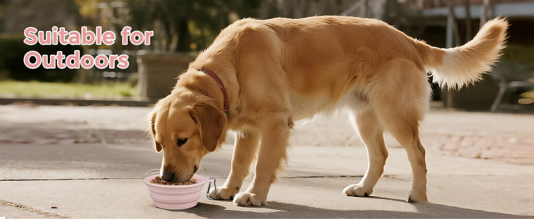 2-Pack Collapsible Dog Bowls