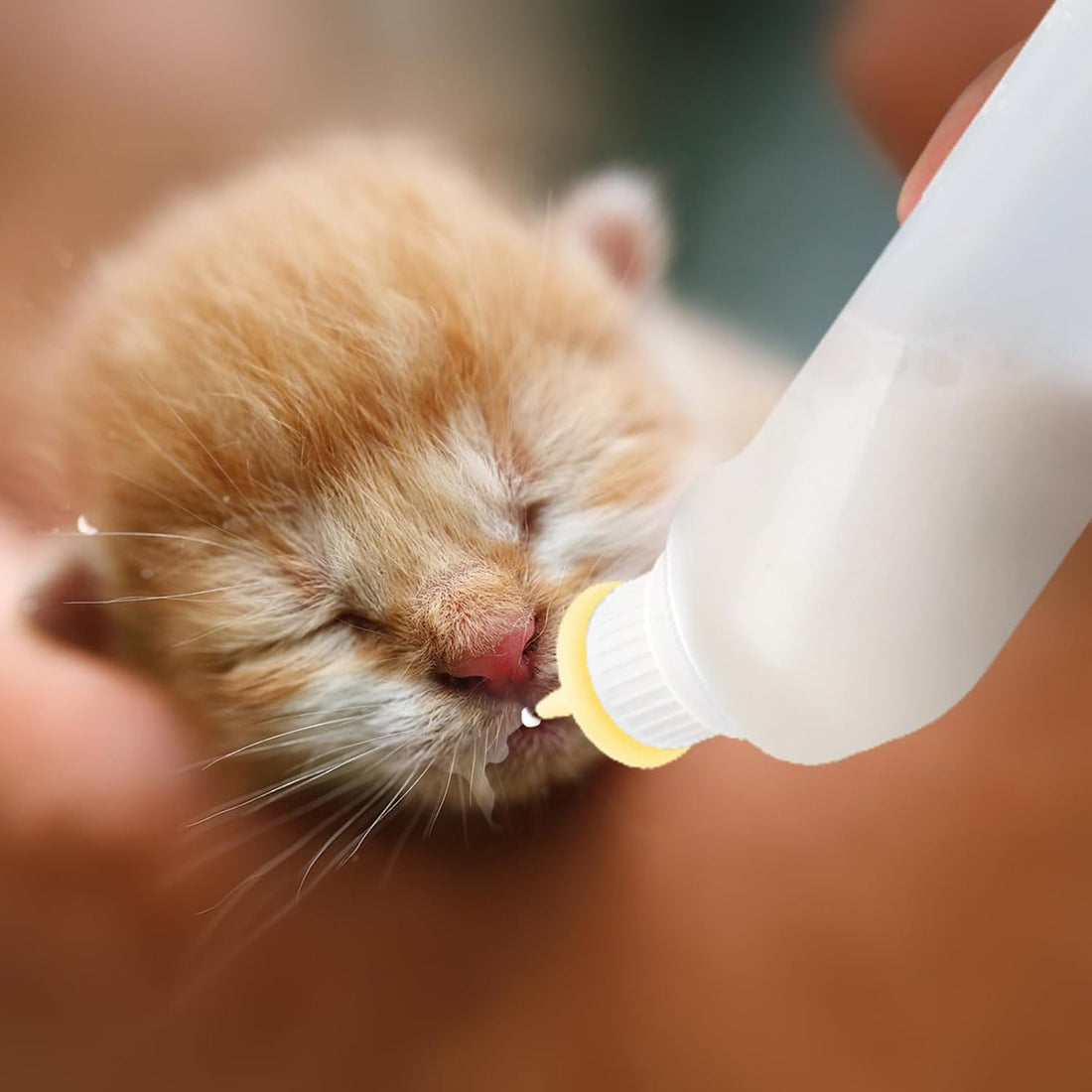 5Pack Kitten Bottle for Nursing Puppy Milk Kitten Bottles Feeding Kit