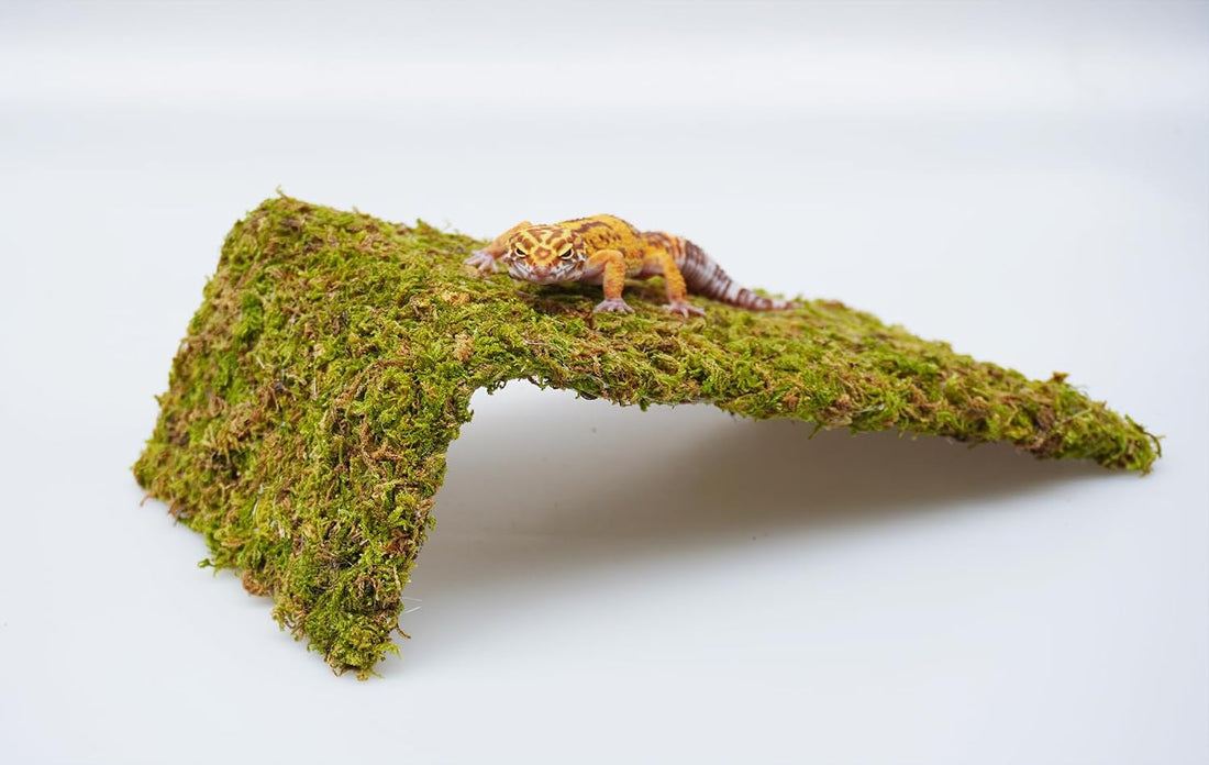 Reptile Moss Climbing Wall for Leopard Gecko
