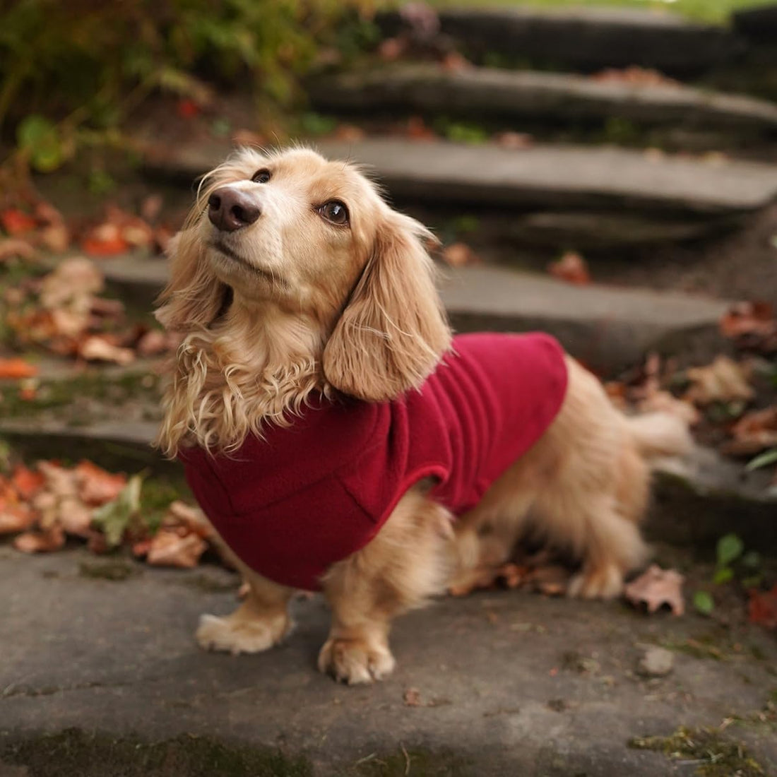 Dachshund Fleece Coat, Long Dog Sweater Jacket - Green, M