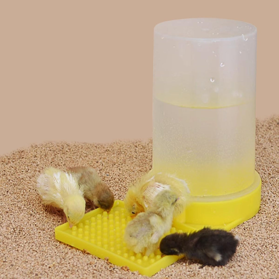 Baby Bird Button Quail Yellow Water Feeder