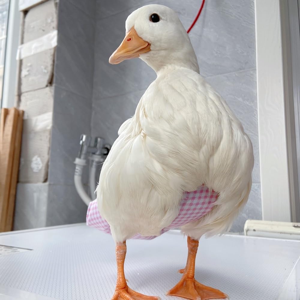 Duck Diapers, Chicken Diapers, Special Diapers for Poultry, Chicken