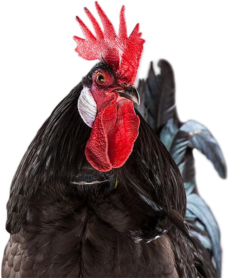 No-Crow Rooster Collar - Safe, Pain-Free Anti-Crowing Training Collar