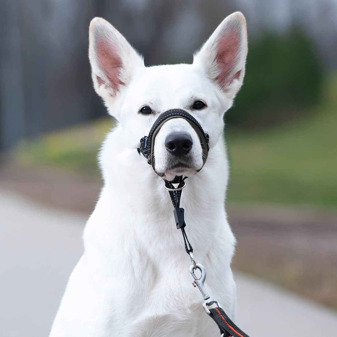 GoodBoy Dog Head Halter with Safety Strap