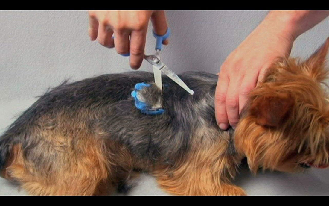 Silent Pet Grooming Kit for Dog, Cat and All Pet Grooming