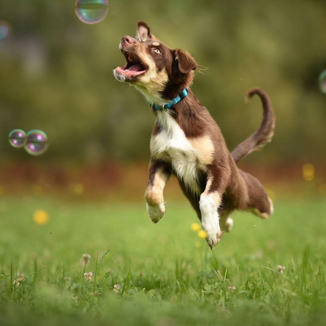 Bubbletastic Peanut Butter Scented Dog Bubbles 8 Ounce Bottle