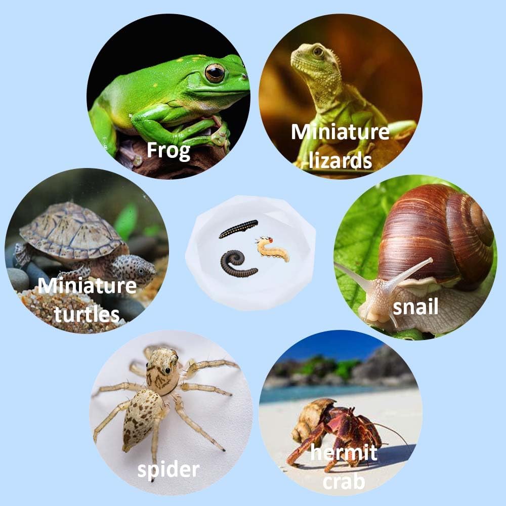 Snail Food and Water Bowl, Pet Snail Feeder