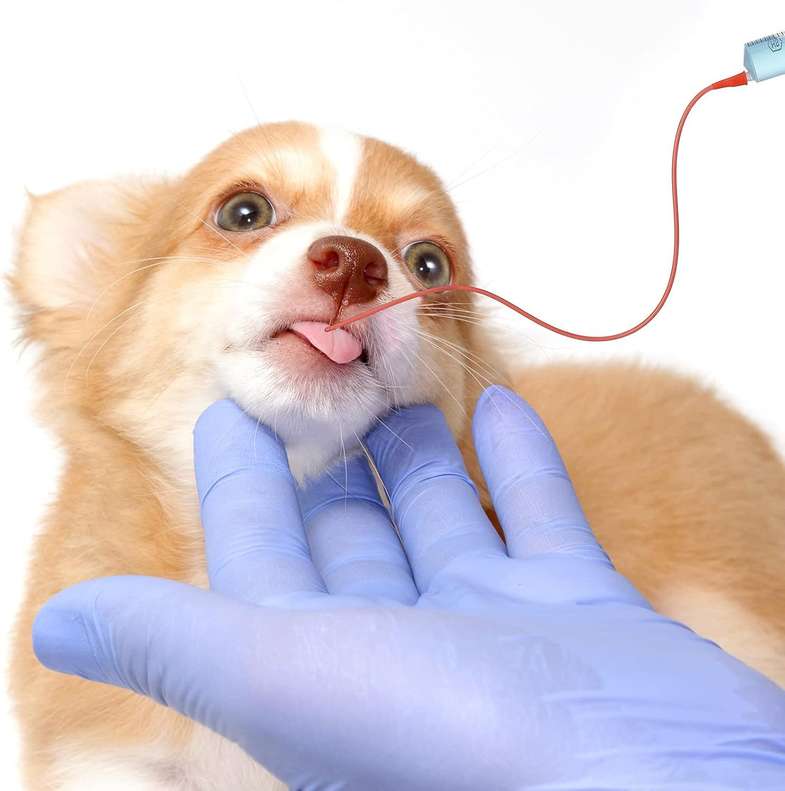 Nuanchu 3 Sets Puppy Kitten Feeding Tube Kit for Small Animals