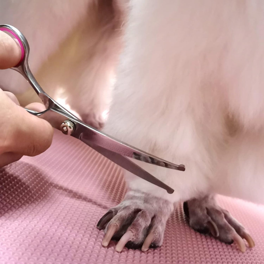 FAIGEO Dog Grooming Scissors with Safety Round Tips Stainless Steel