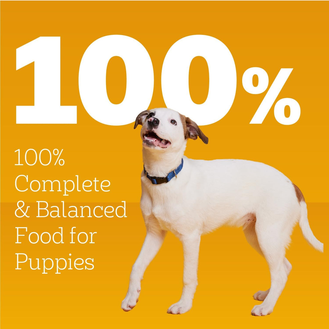 Pedigree Puppy Chopped Ground Dinner Wet Puppy Food with Chicken