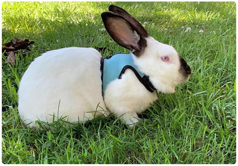 Bunny Harness and Leash Escape Proof Soft Mesh Rabbit Leash