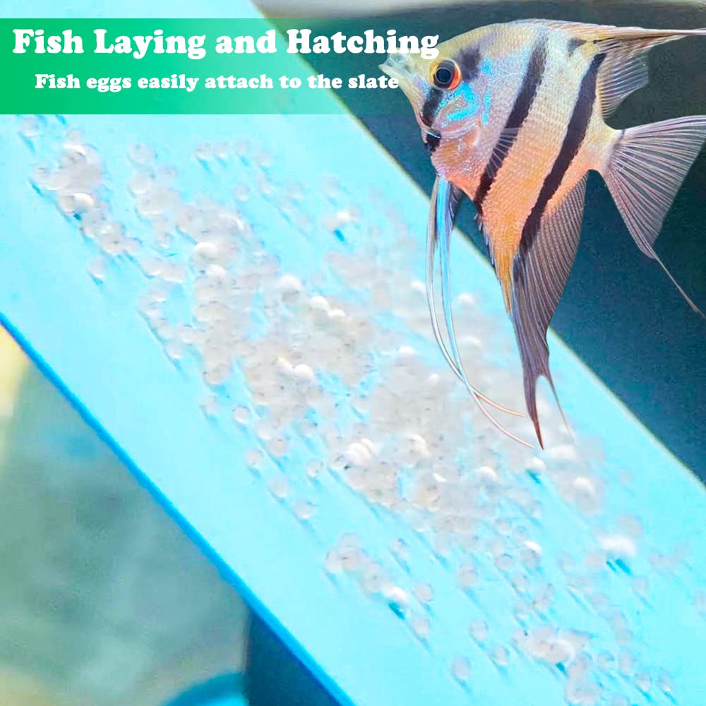 2 Pack Angelfish Discus Breeding Slate