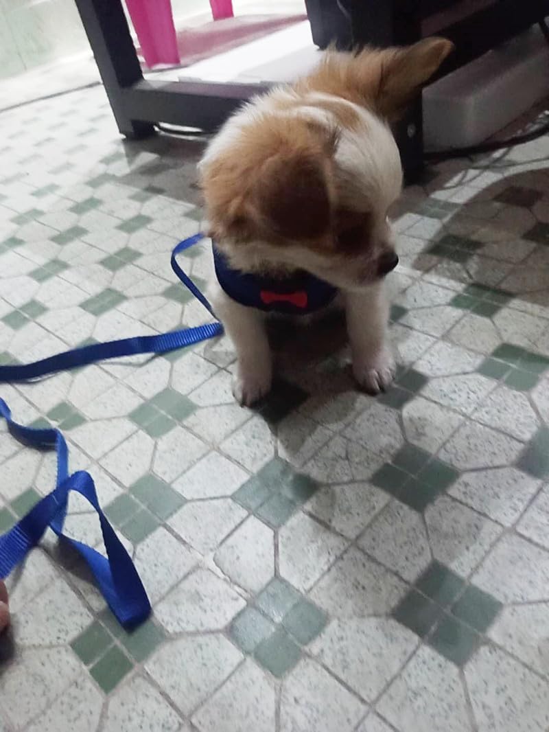 Adjustable Chicken Harness and Leash
