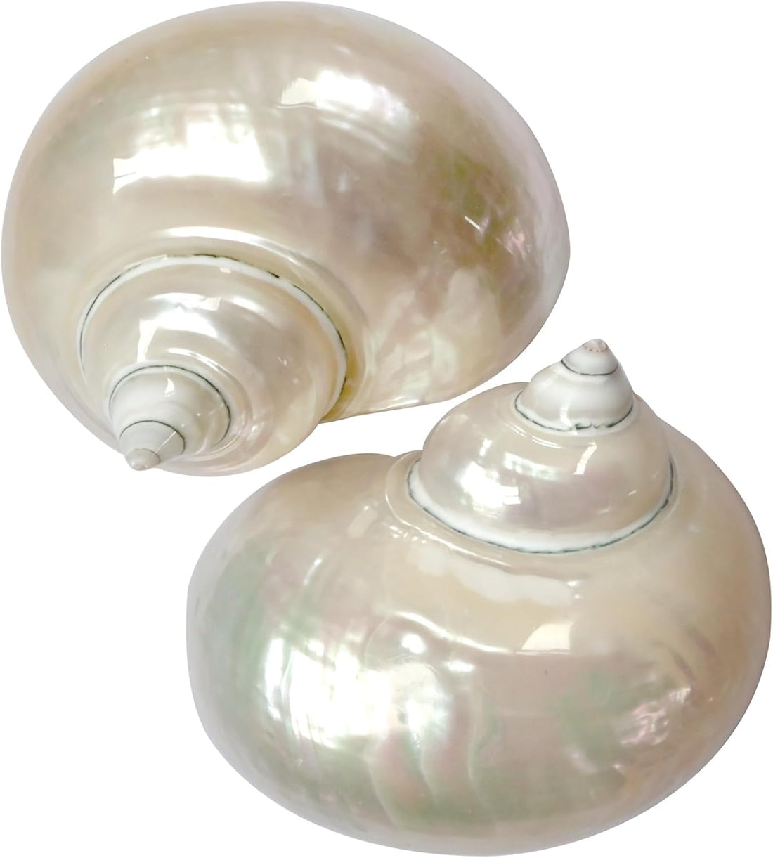 2pcs Large Hermit Crab Shells, Natural Big Turbo Seashells, White XXL