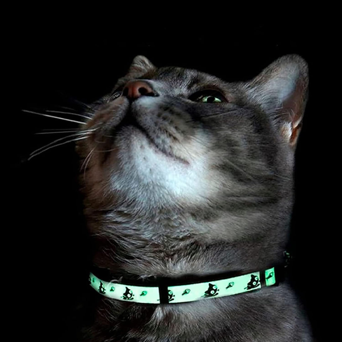 Pawtitas Glow in the Dark Cat Collar with Breakaway Safety Buckle