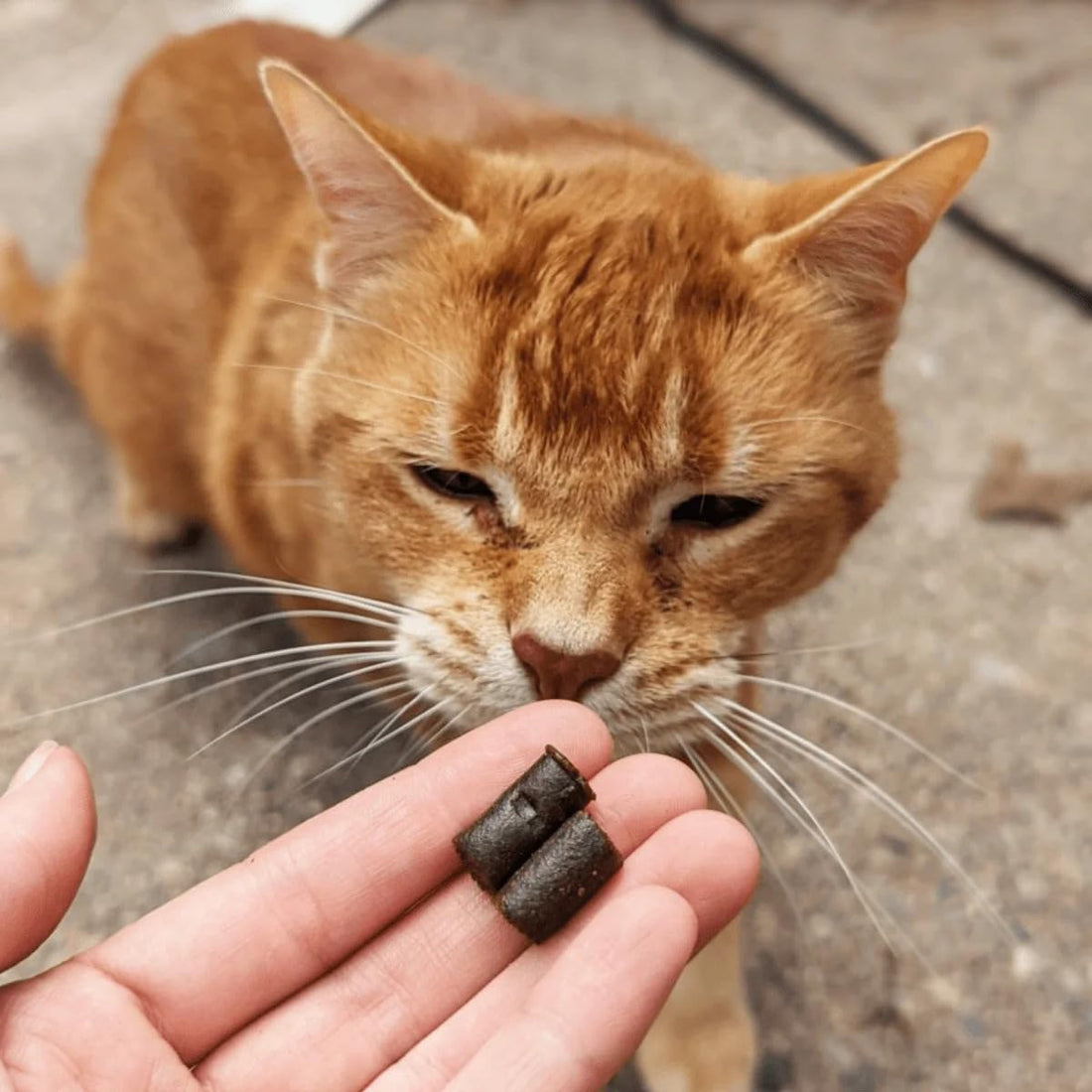 Hemp Well Calm Cat Soft Chews with Organic Hemp, Stress Support