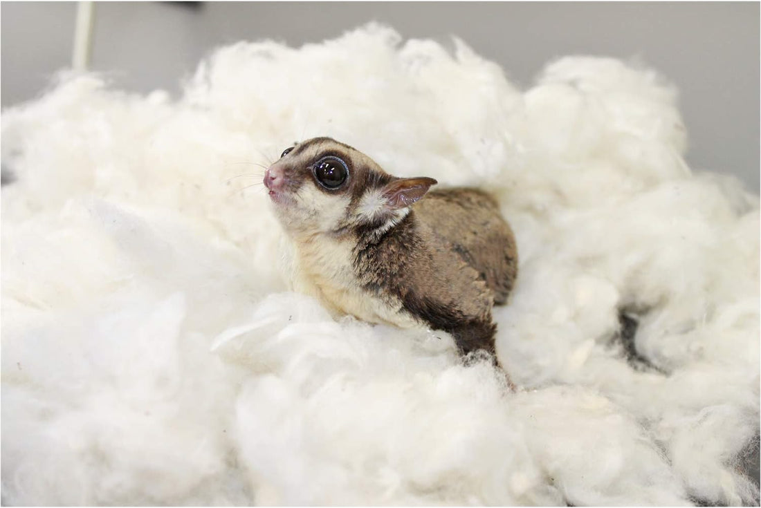 Exotic Nutrition All-Natural Nesting Material