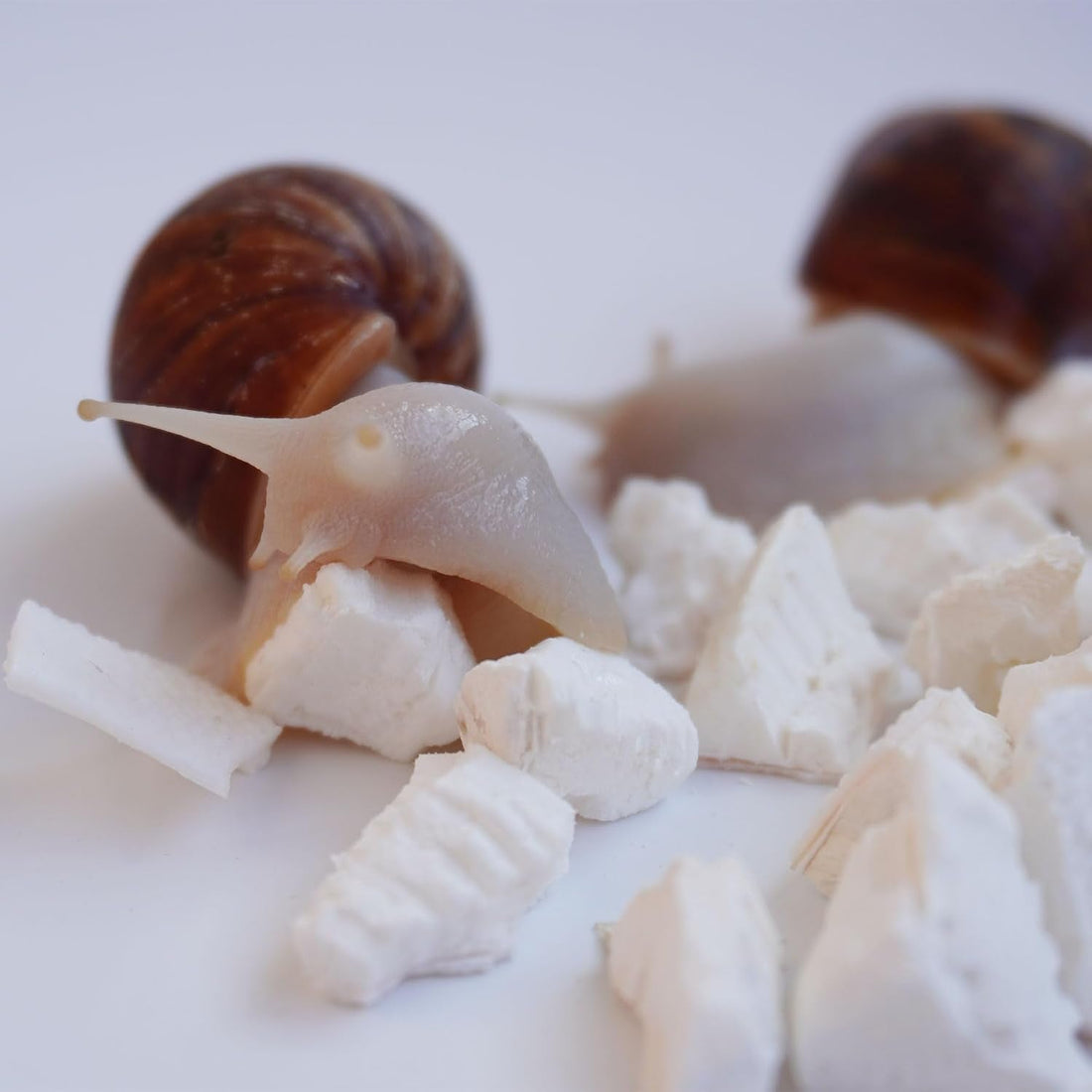 Cuttlebone for Snails, Snail Terrarium Supplies