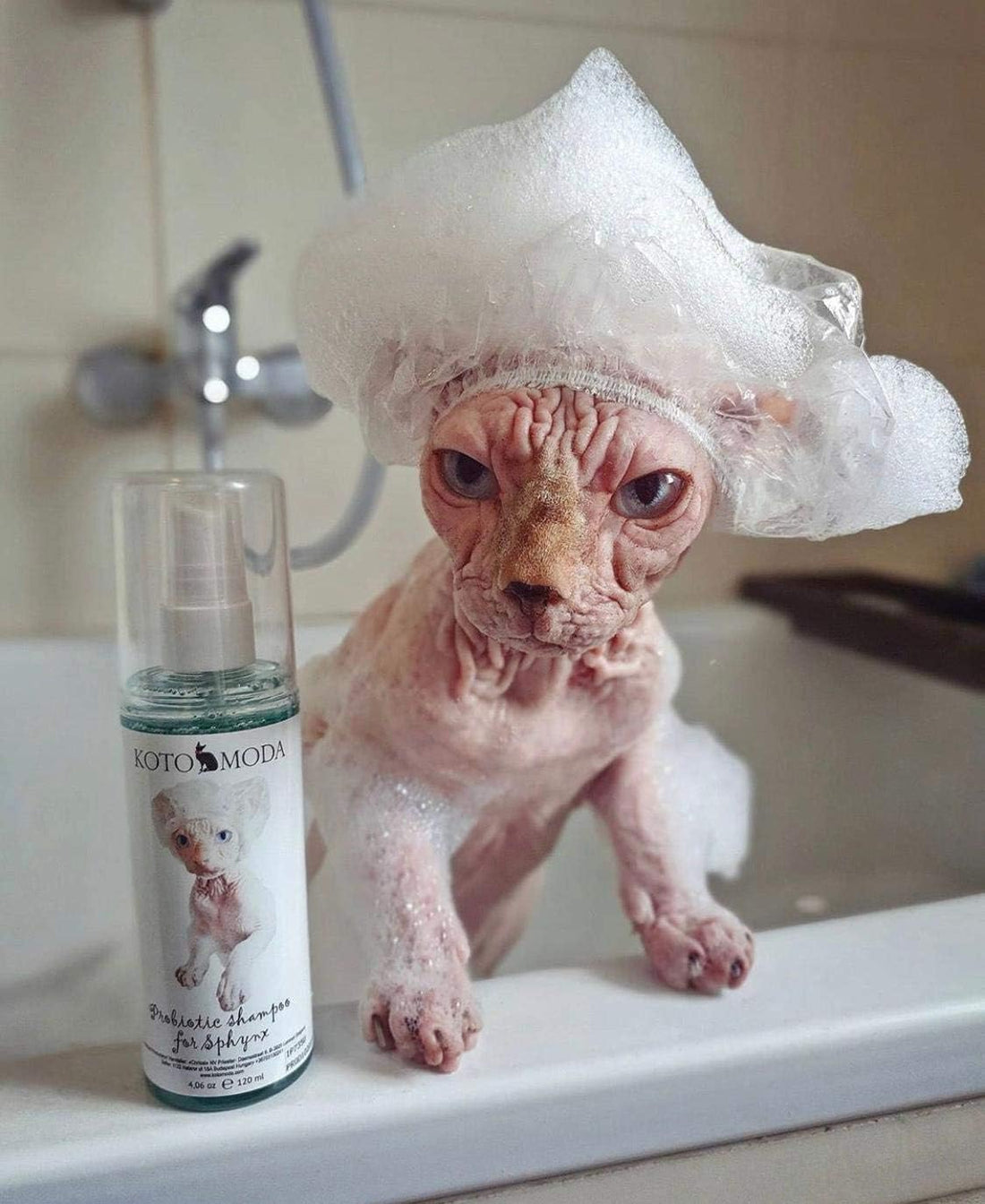 Kotomoda Probiotic Shampoo for Sphynx Cats