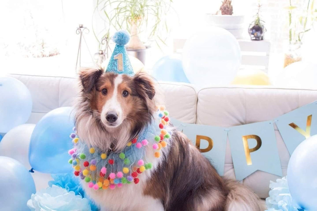 PET SHOW Blue Dog 1st Birthday Party Hat for Small Medium Dogs Boys