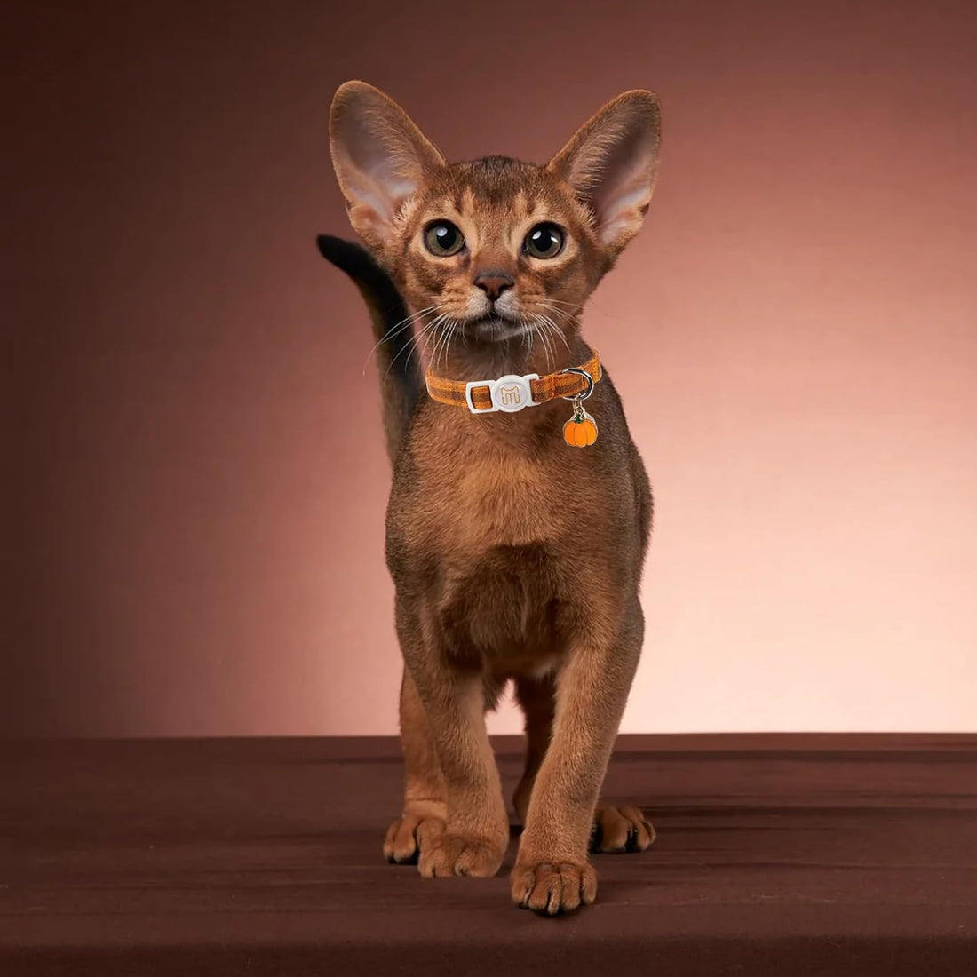 2 Pack Fall Cat Collar with Bell,Breakaway Kitten Collars for Cats