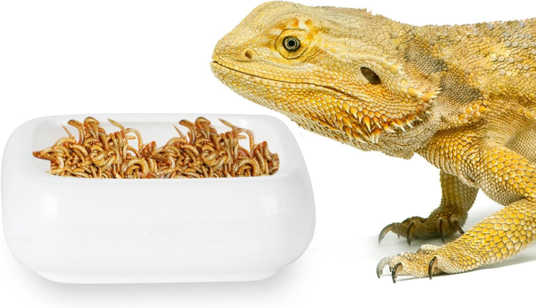 Ceramic Reptile Food Bowls, Reptile Water Food Dish