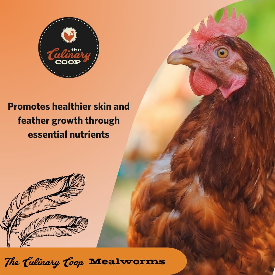 Fluker's Culinary Coop Premium Chicken Treats, Mealworms 3.5 oz