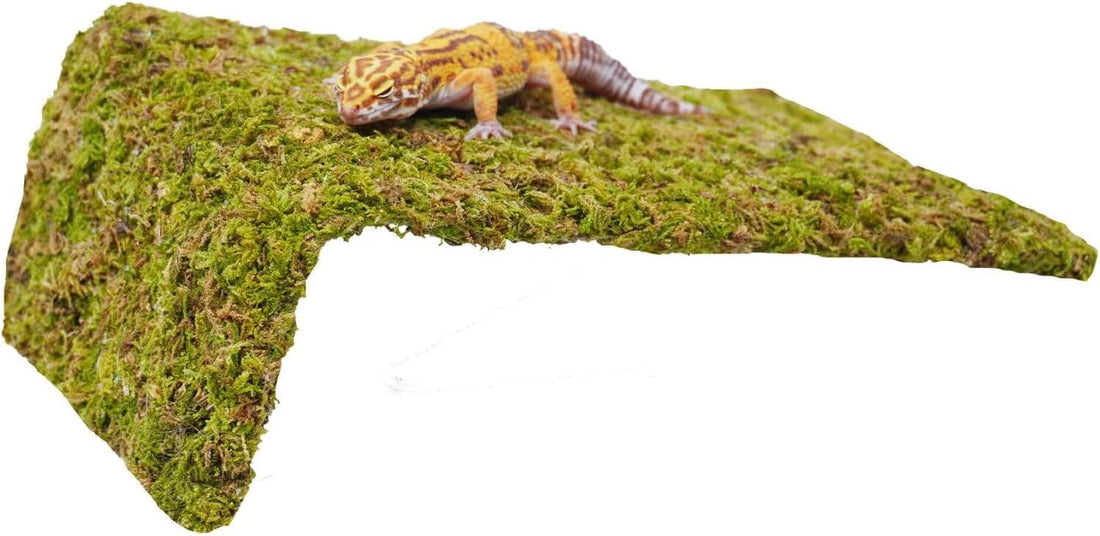 Reptile Moss Climbing Wall for Leopard Gecko