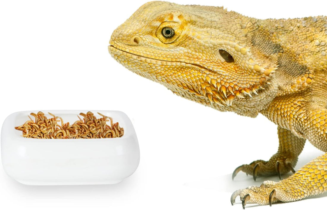 Ceramic Reptile Food Bowls, Reptile Water Food Dish
