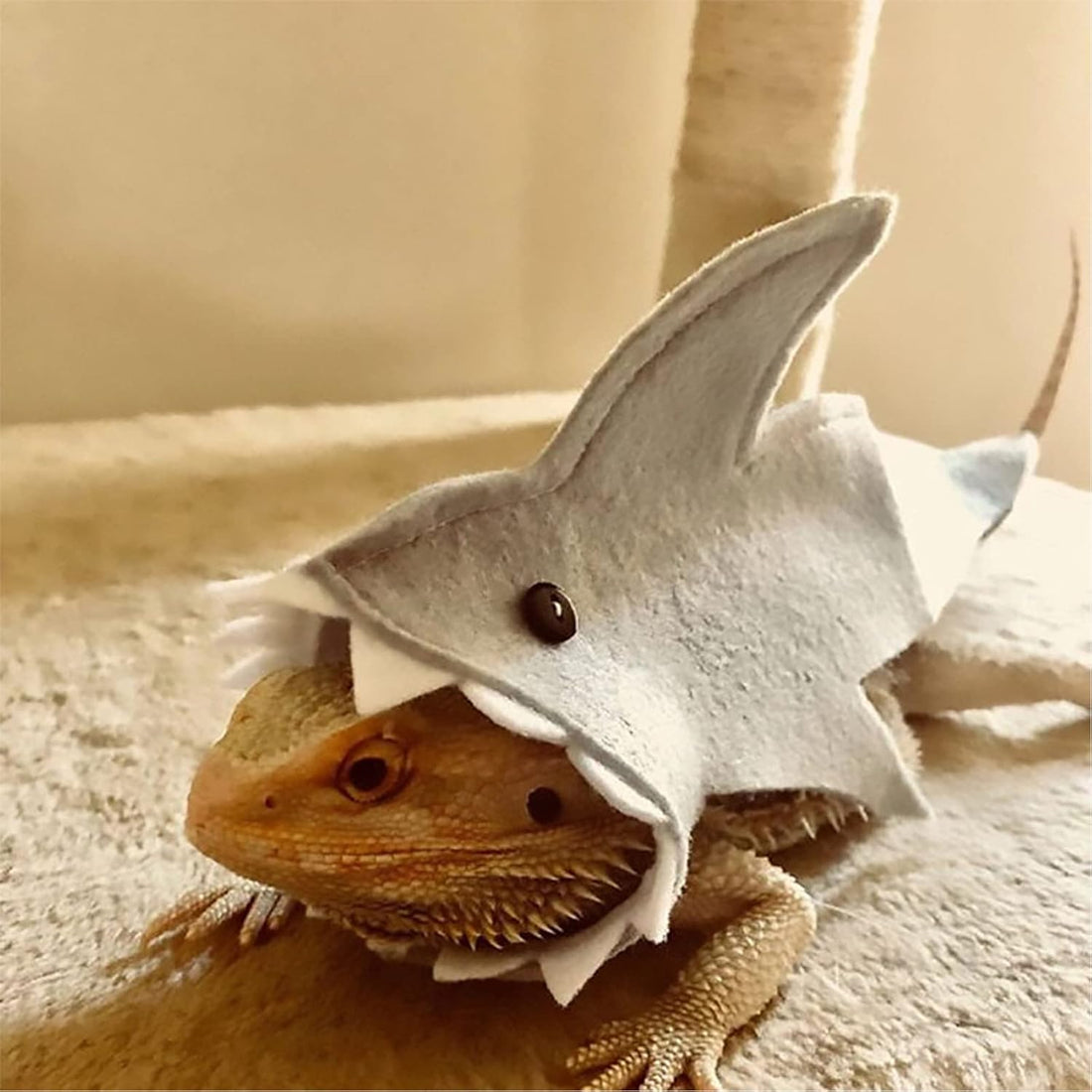 3 Pcs Shark Bearded Dragon Costume Felt Lizard Outfit Halloween Small