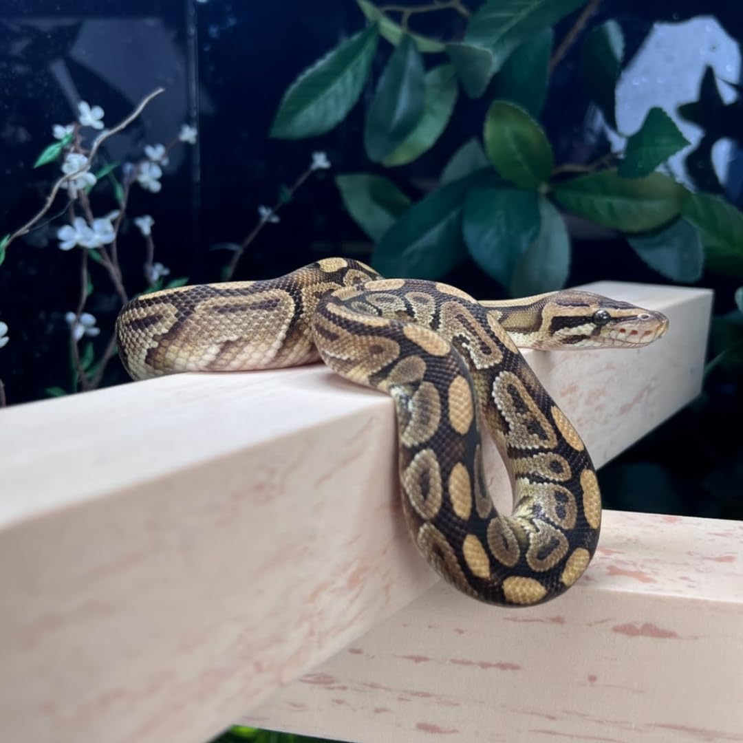 GECKOPIA Reptile Flex Bridge Large (Plain Wood, 18 Inch Long)