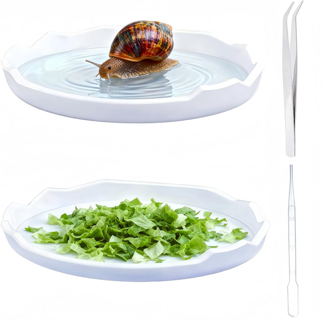 2 Pack Snail Water and Food Bowl，atural Design Food Bowl for Pet